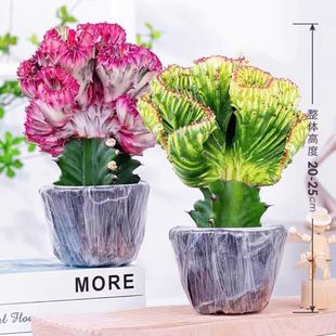 彩麒麟红色麒麟盆栽玉麒麟旺财镇宅客厅办公室摆件净化空气