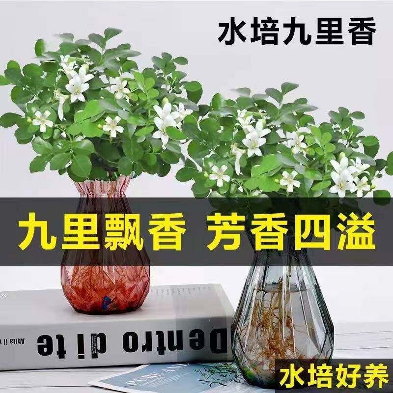 九里香水培植物驱蚊水培绿植