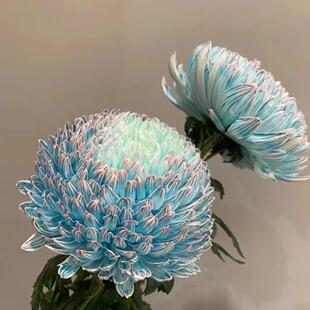 牡丹菊云南鲜切菊花供佛家居办公室瓶插鲜花禅意瓶插斗南花市直批