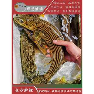 金沙鲈鲤鱼苗大鱼豹纹鱼名贵特种新款原生猛鱼老虎鱼淡水