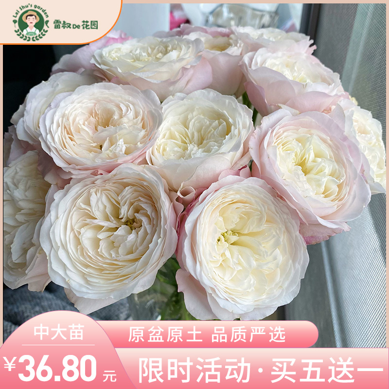 雷叔的花园奥斯汀凯拉月季花苗阳台盆栽庭院粉色大花切花四季花