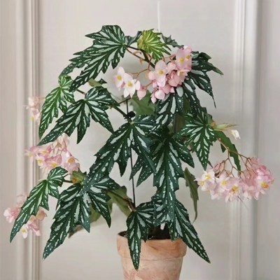 乌头杂秋海棠盆栽绿植竹节彩叶芋海芋鲜花海棠花卉水培观叶植物