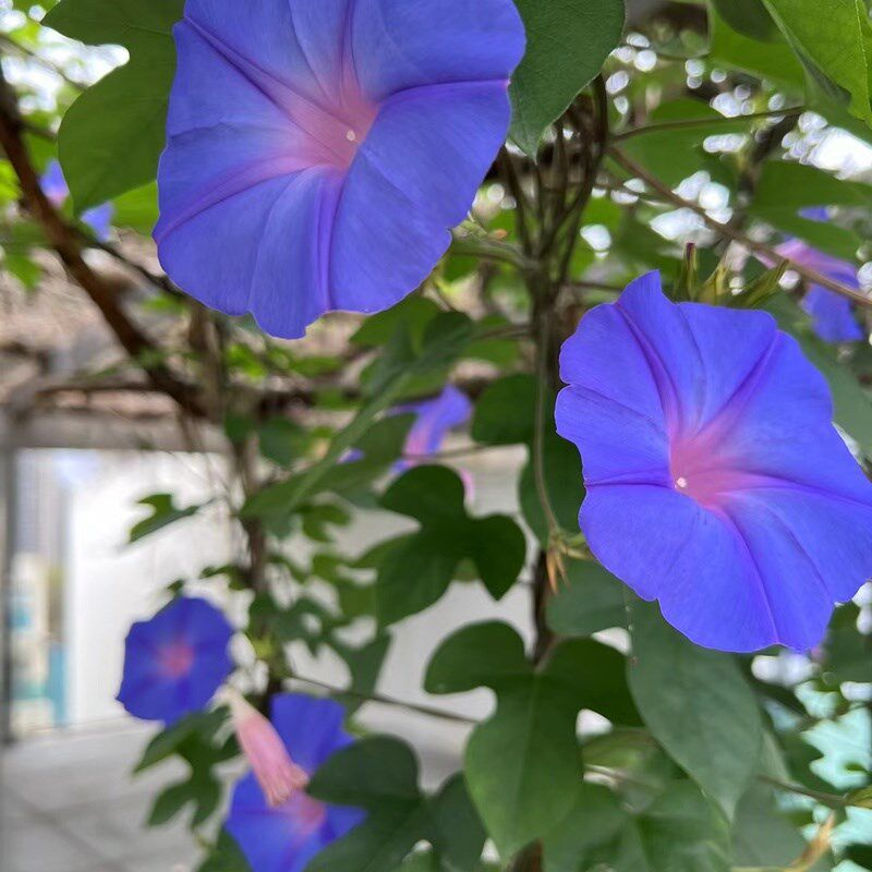 (藤趣)英牛爬藤牵牛花多年生宿蓝紫色大型藤本喇叭花围栏花墙
