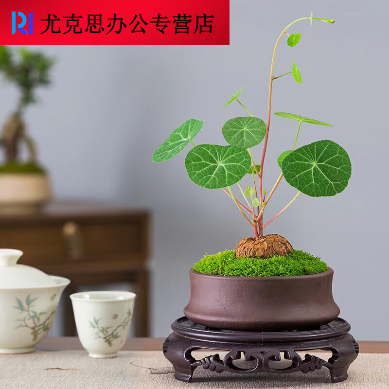 山乌龟盆景金不换盆栽懒人绿植室内窗台阳台观叶耐旱好养爬藤植