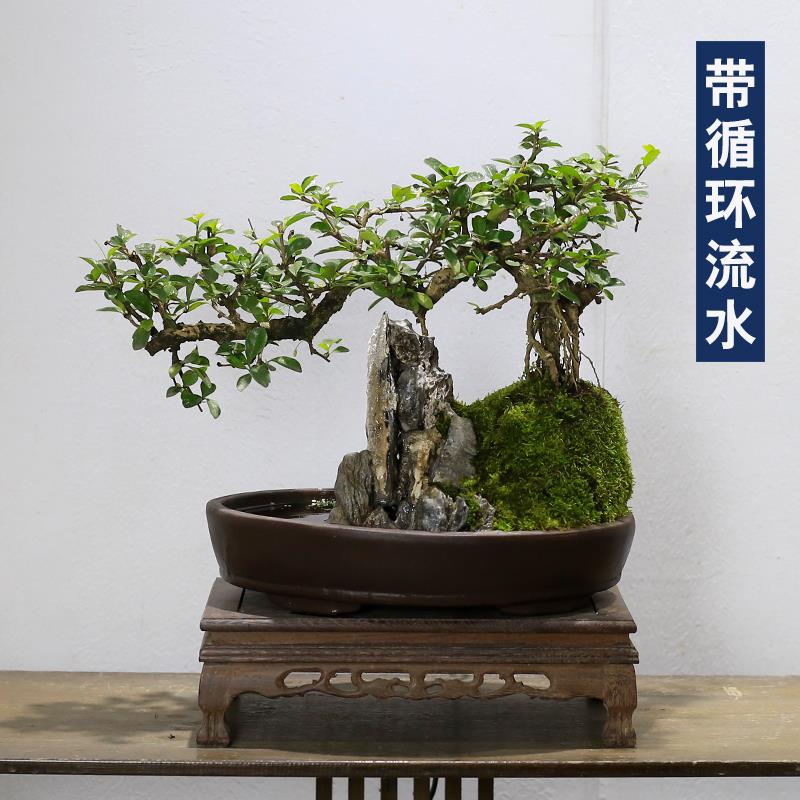 流水假山盆景植物福建茶造型老桩室内客厅办公室绿植桌面盆栽摆件