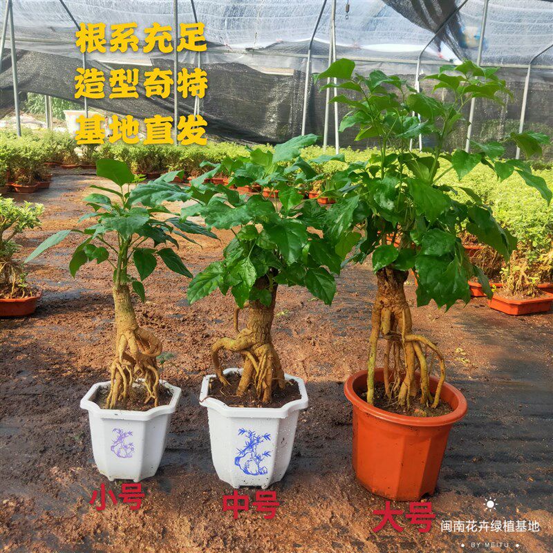 提根幸福树盆栽绿宝造型盆景四季常青室内阳台观叶植物办公室客厅