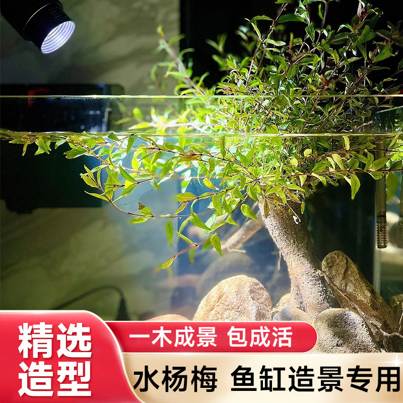 水杨梅植物鱼缸造景老桩摆件乌龟缸观赏水培绿植造景全套古法养鱼