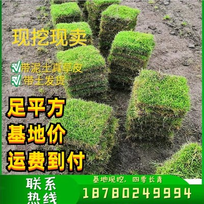 草坪草皮带泥土台湾二号花园绿化庭院四季青真草皮马尼拉免修剪草