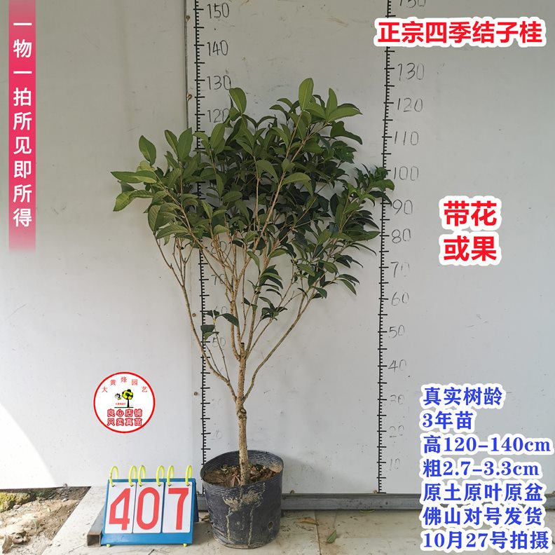 桂花苗正宗结子桂花四季开花味清新自然南方阳台庭院盆栽地栽树苗