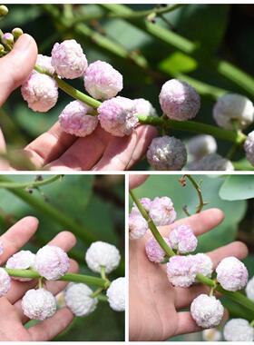 茨菇重瓣慈姑重瓣耐寒茨菇庭院耐热庭院白色慈菇水培茨菰观赏花