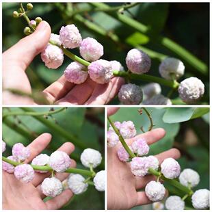 茨菇重瓣慈姑重瓣耐寒茨菇庭院耐热庭院白色慈菇水培茨菰观赏花