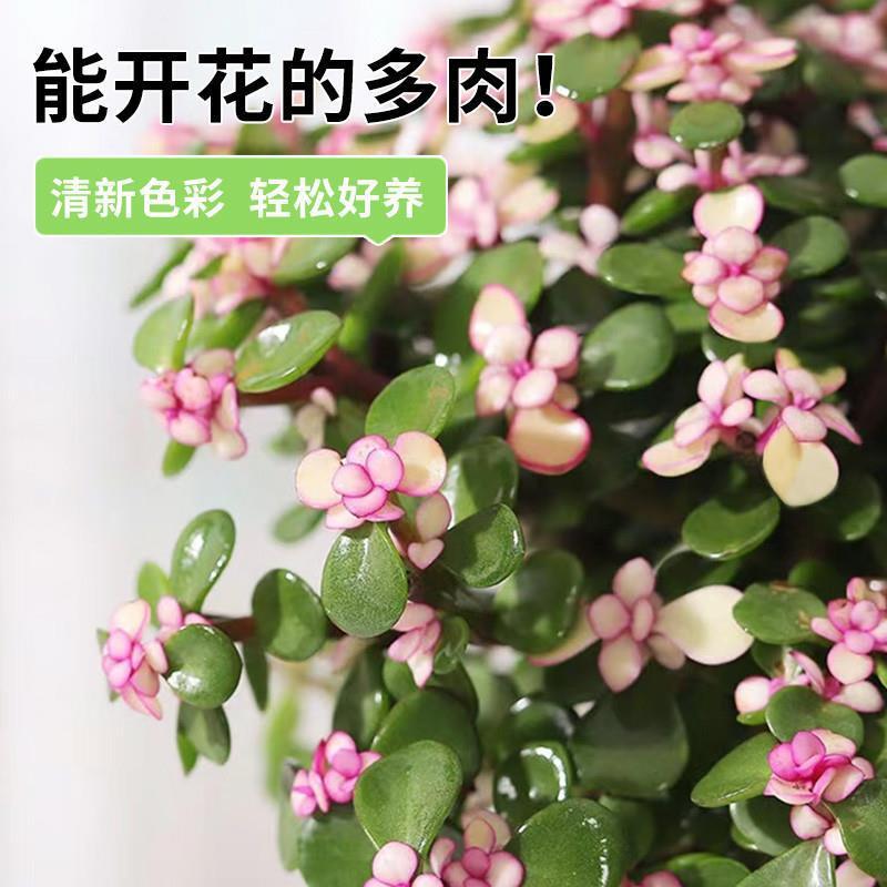 金枝玉叶盆栽造型多肉雅乐之舞棒棒糖老桩招财室内桌面小盆景植物