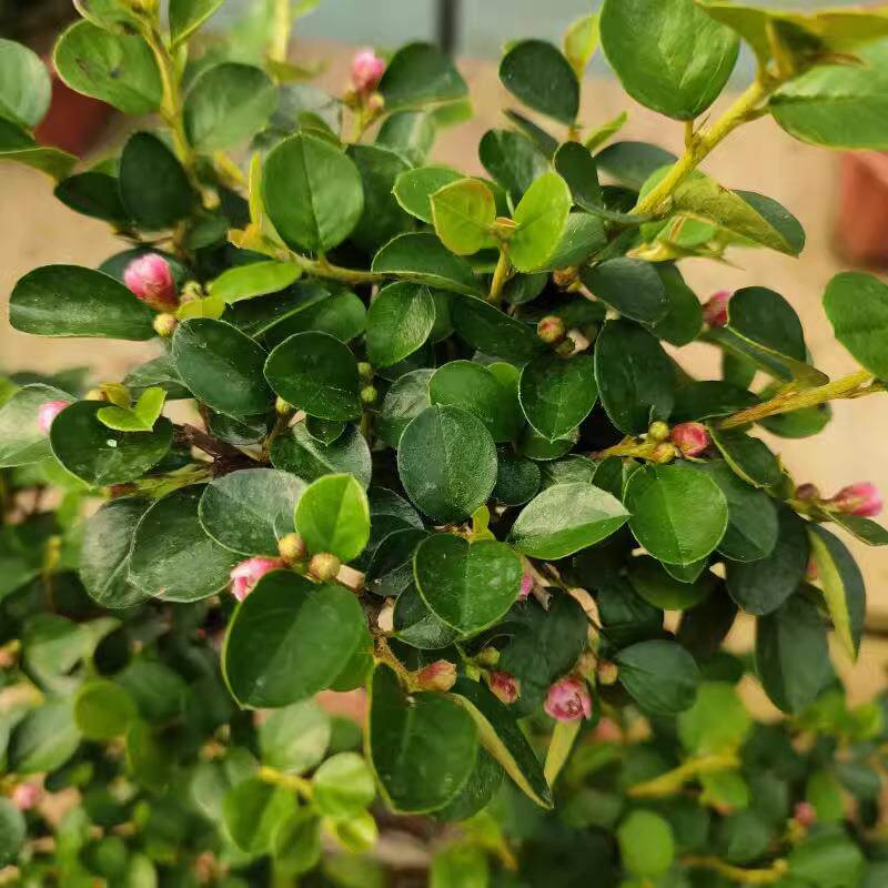 珍珠梅盆栽植物花苗造型花卉平枝栒子带花小盆景阳台室内庭院观花