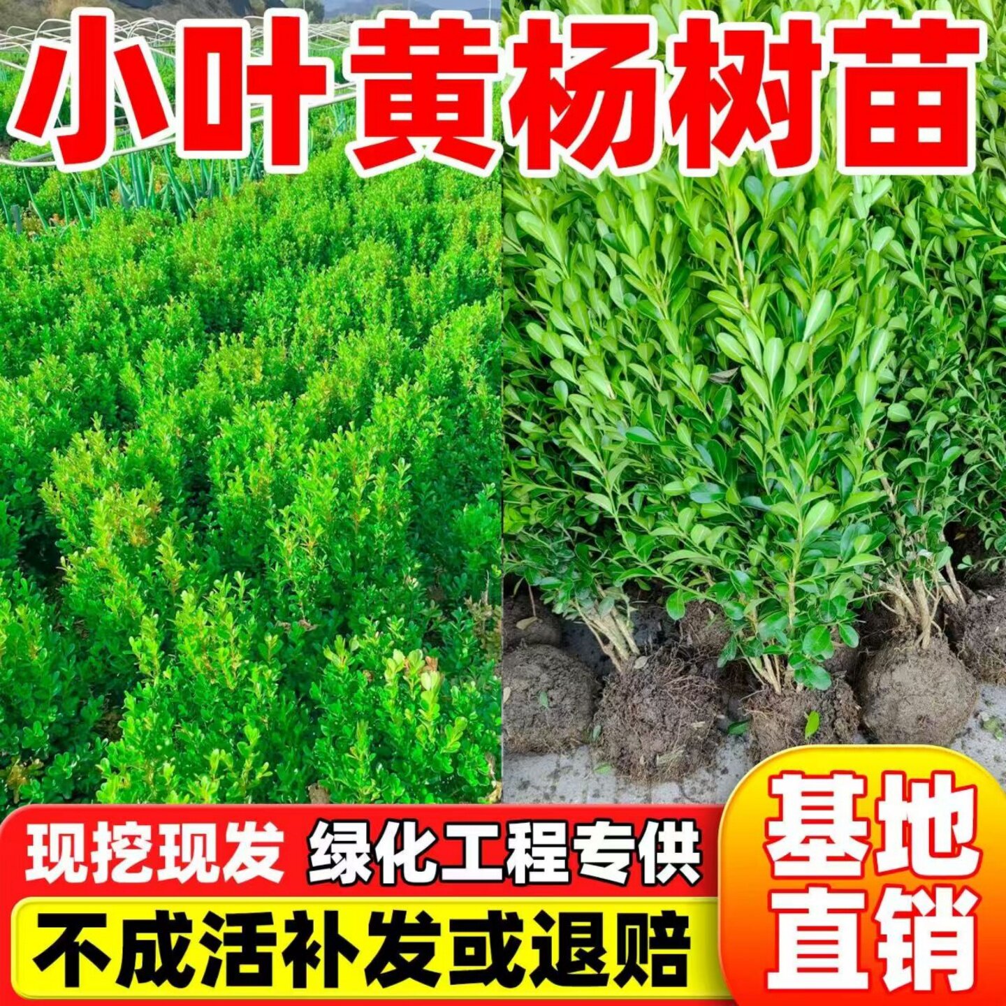 黄杨树苗小叶瓜子黄杨苗绿化苗庭院绿篱树苗四季常青黄杨球冬青苗图片