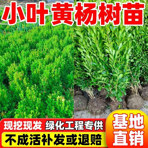 黄杨树苗小叶瓜子黄杨苗绿化苗庭院绿篱树苗四季常青黄杨球冬青苗
