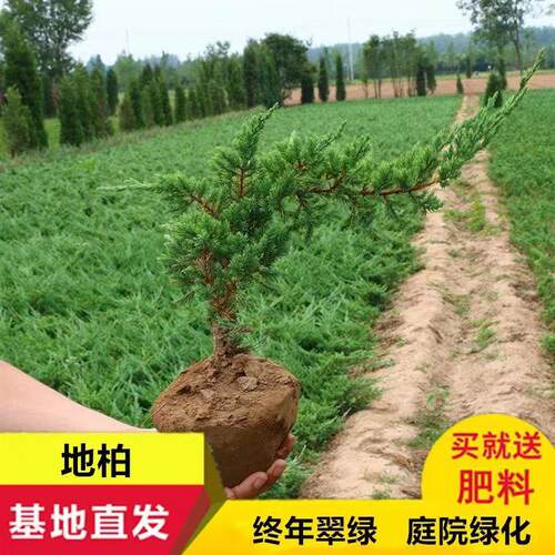 地柏小苗迎客松花卉盆栽绿植四季常青绿化苗盆景老桩室内外易养活