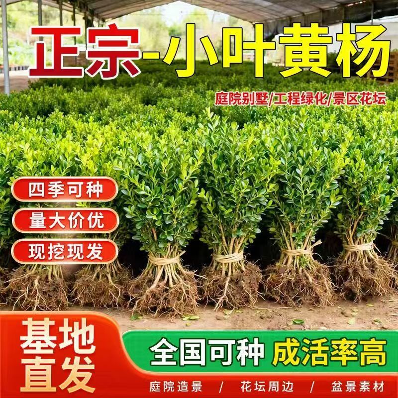 小叶黄杨苗瓜子园林绿化树苗南方