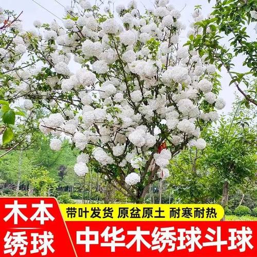 中华木本绣球树苗大花斗球白麻球苗庭院别墅耐寒盆栽风景树绣球花