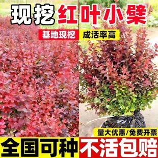 红叶小檗树苗紫叶小檗红叶小波树苗工程绿化带刺篱笆东北耐寒植物