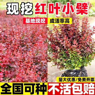 红叶小檗树苗紫叶小檗红叶小波树苗工程绿化带刺篱笆东北耐寒植物