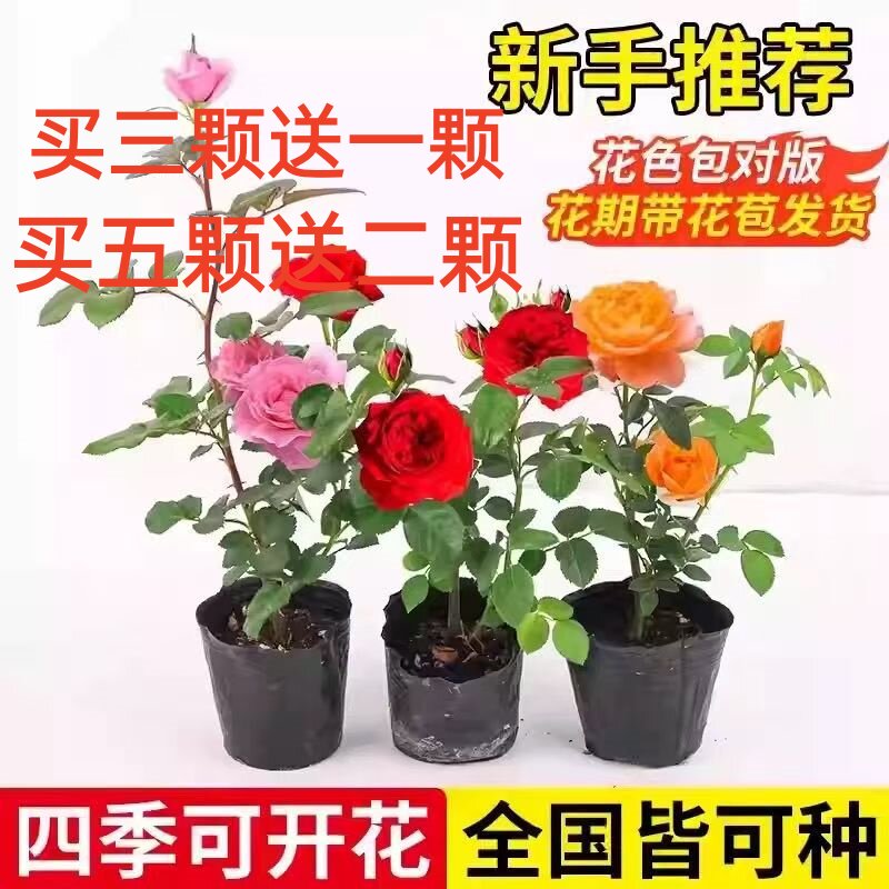 重瓣灌木月季花苗特大花浓香爱莎图片