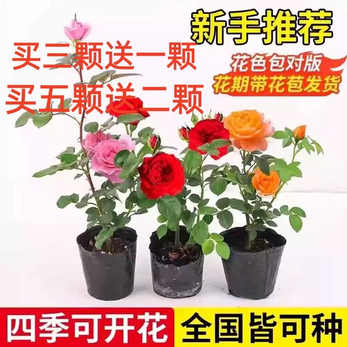 重瓣灌木月季花苗特大花浓香爱莎