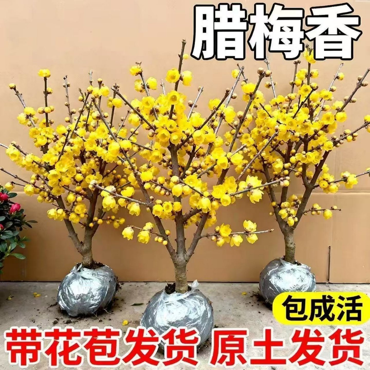 腊梅花树苗地载盆栽丛生庭院风景树梅矮化老桩耐寒红原生素心蜡梅