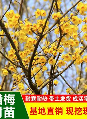 梅花树苗原生腊梅庭院绿化冬季开花浓香型花卉素心腊梅花耐寒地栽