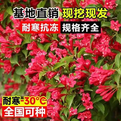 红王子锦带苗耐寒庭院绿化苗木