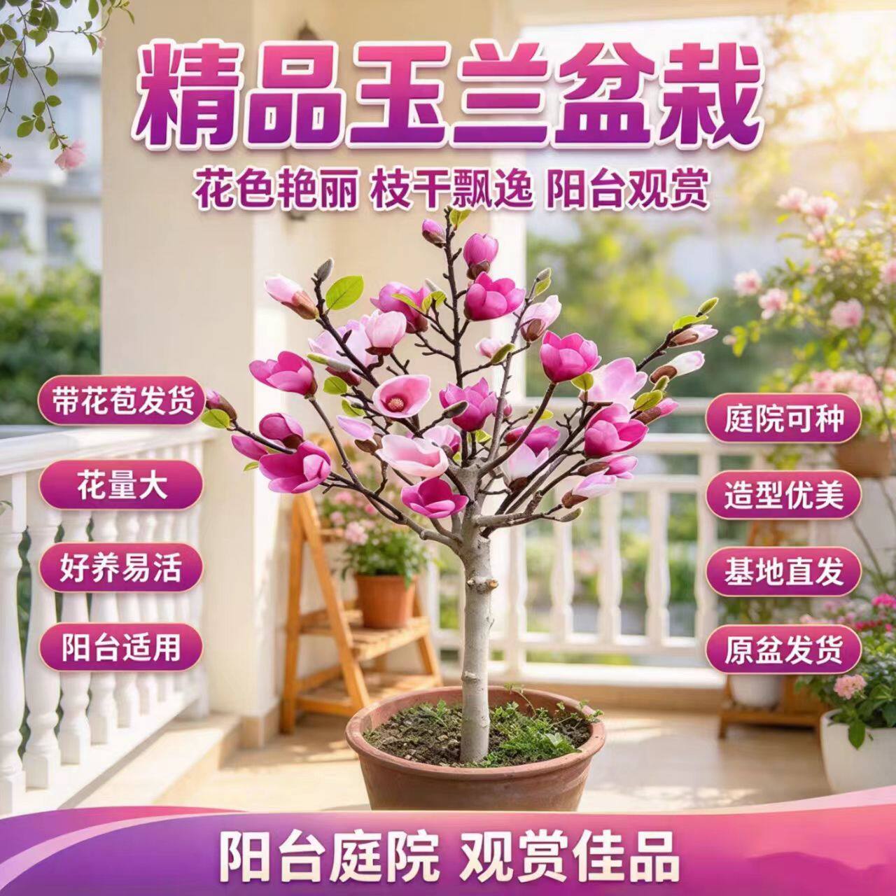 紫玉兰树苗带苞矮化盆栽耐寒