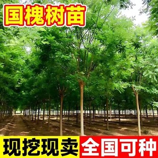 国槐树苗大型绿化速生槐树苗小苗耐寒种植行道树庭院别墅风景树