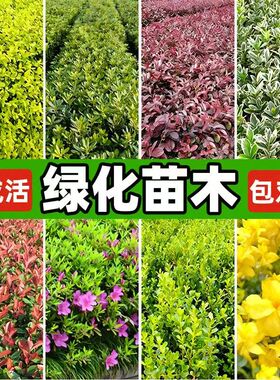 红叶石楠红花继木小苗迎春花毛杜鹃苗瓜子黄杨灌木色块绿化工程苗