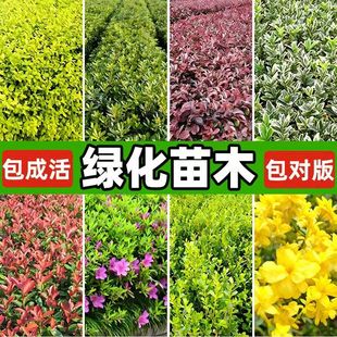 红叶石楠红花继木小苗迎春花毛杜鹃苗瓜子黄杨灌木色块绿化工程苗