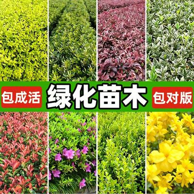 红叶石楠红花继木小苗迎春花毛杜
