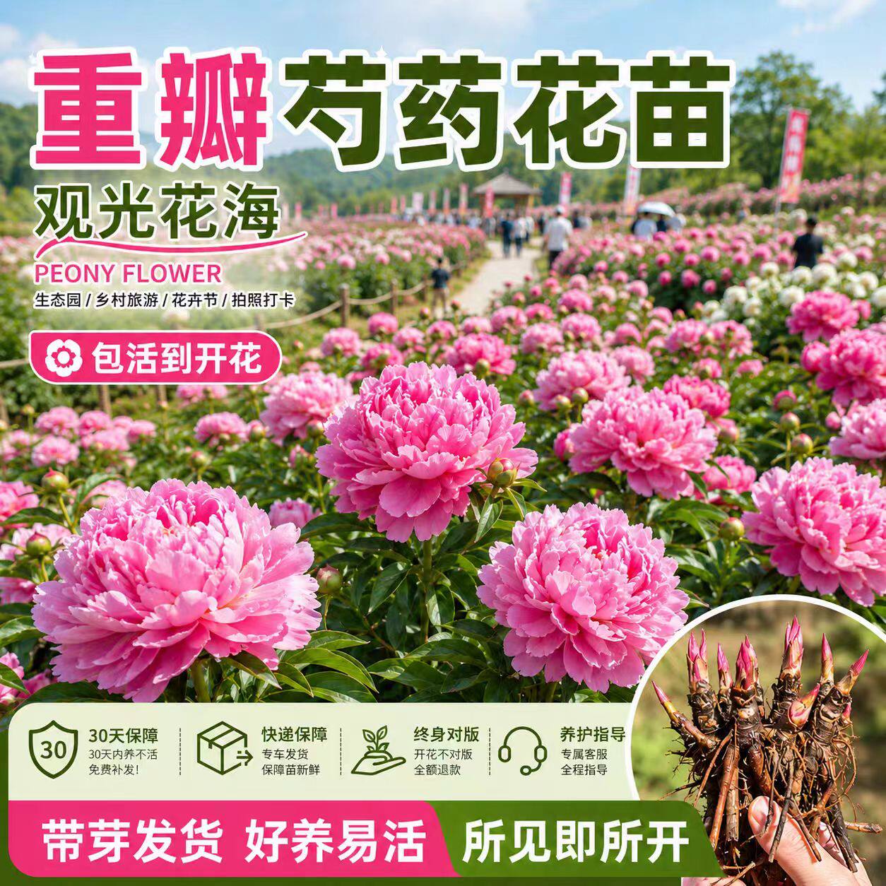 重瓣带芽芍药花苗牡丹花四季开花