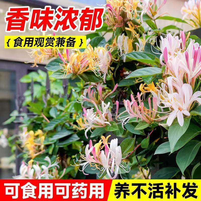 四季金银花树苗盆栽地栽爬藤当年开花食用药忍冬红色耐寒花卉南北