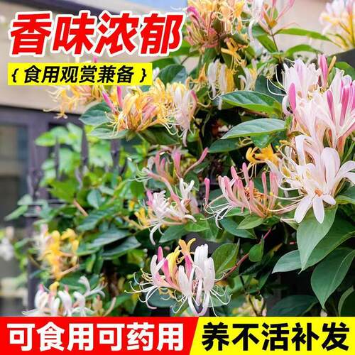 四季金银花树苗盆栽地栽爬藤当年开花食用药忍冬红色耐寒花卉南北