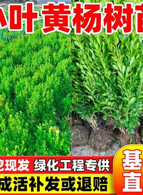 小叶黄杨苗瓜子园林绿化树苗南方