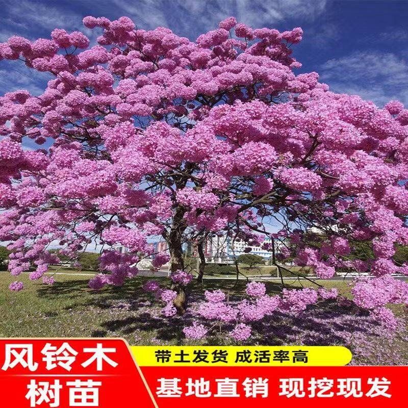 耐寒耐热巴西黄花风铃木庭院风景树苗洋红紫花别墅校园行道庭院