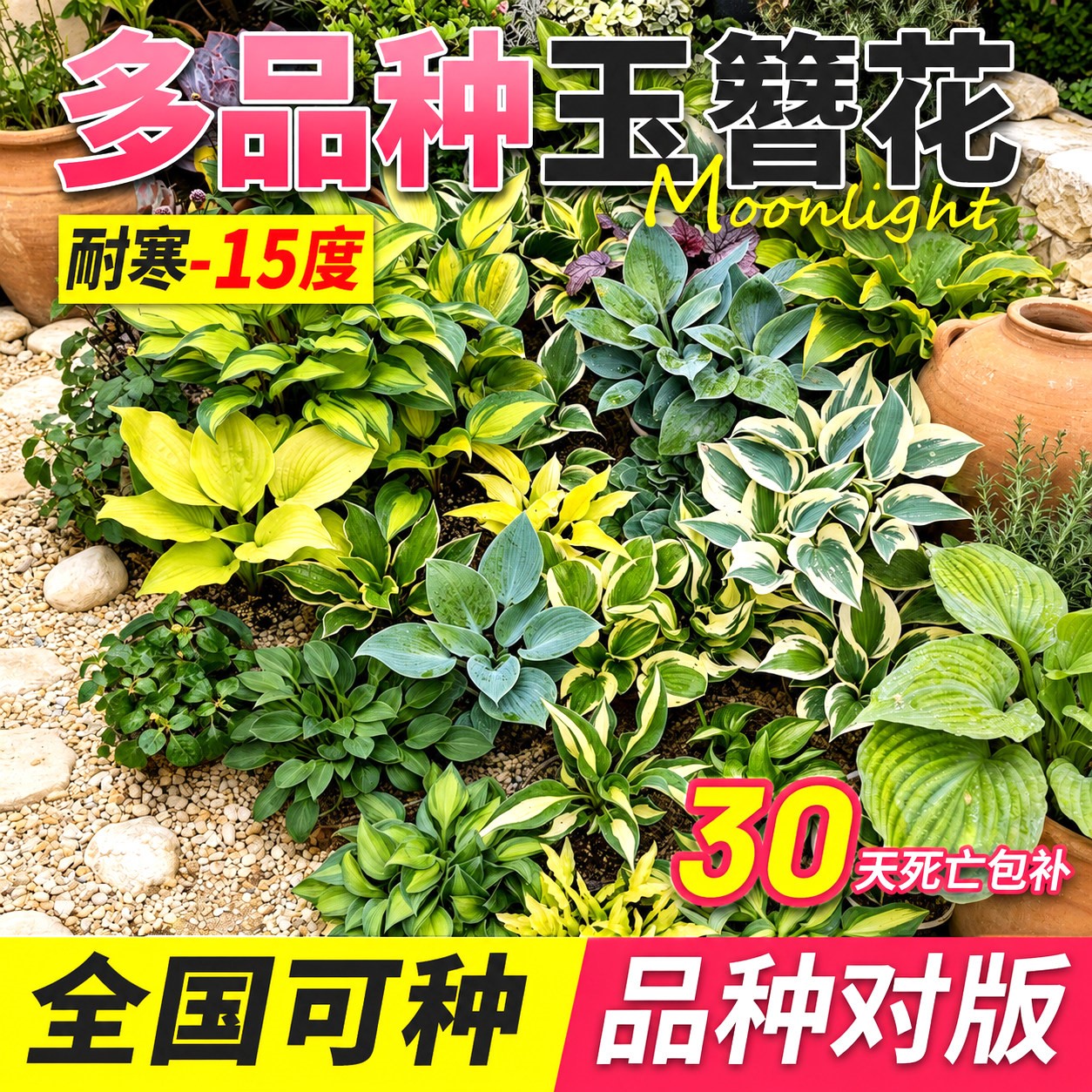 玉簪花苗盆栽花卉植物庭院花园地被彩叶绿植耐阴耐寒多年生好养活