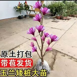 玉兰花树苗带花苞紫玉兰矮化盆栽南北方种植庭院四季花卉耐寒植物