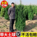 桧柏树树苗塔柏侧龙柏庭院行道风景大树园林工程绿化乔木四季 常青