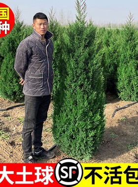 桧柏树树苗塔柏侧龙柏庭院行道风景大树园林工程绿化乔木四季常青