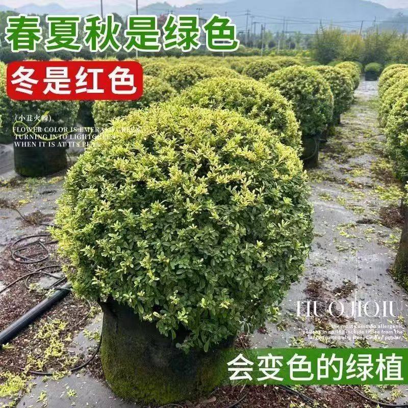 花镜绿植小丑火棘球多年生室外庭院绿化设计搭配造景植物耐寒耐热,鲜花速递/花卉仿真/绿植园艺,观叶 /花灌木,淘宝优惠券,粉丝福利购,淘宝优惠卷