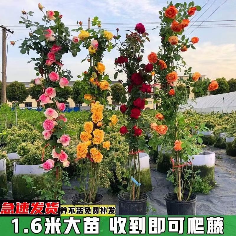 浓香爬藤月季带花苞大苗四季开花龙沙宝石庭院爬墙植物藤本蔷薇花