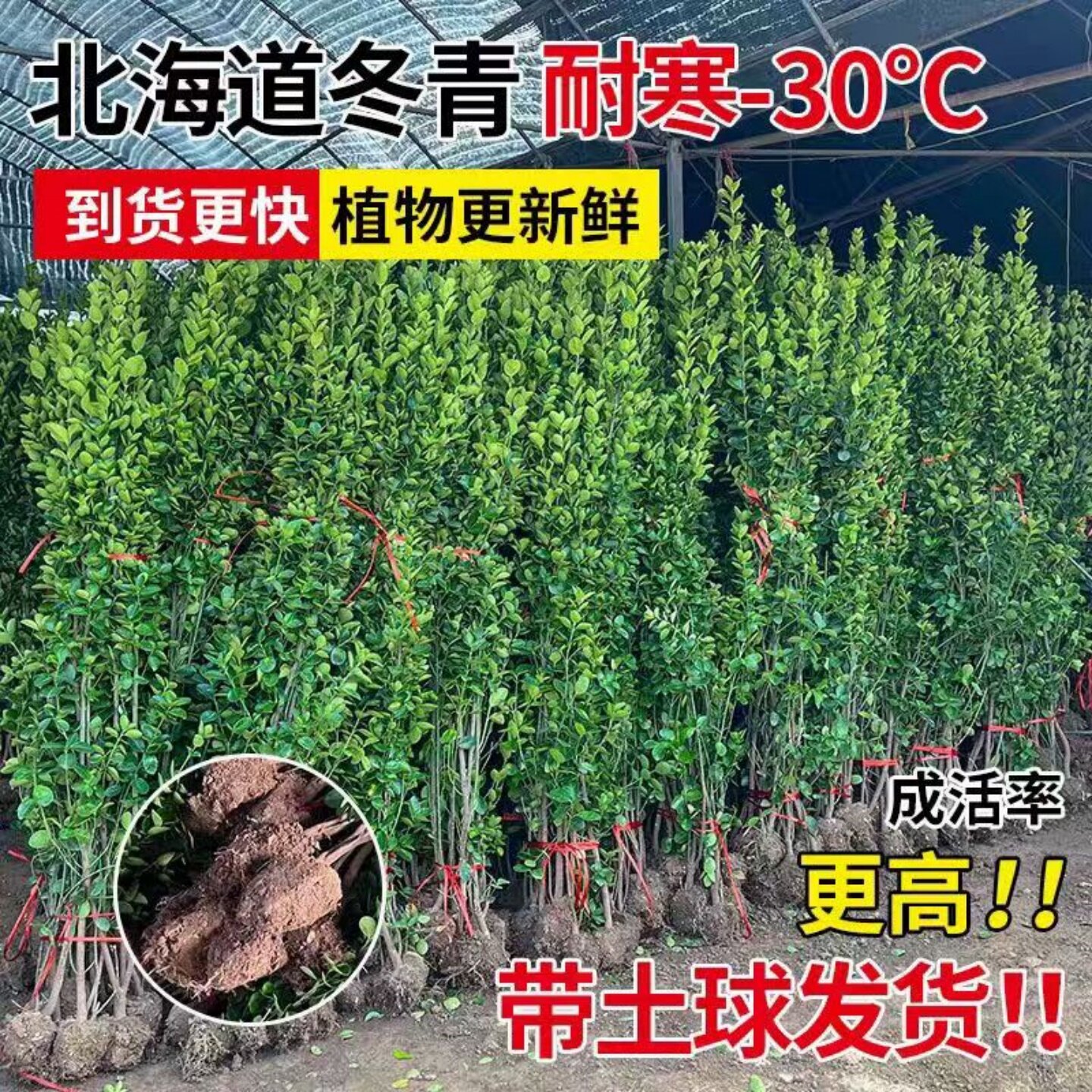 四季常青冬青苗室外树苗木万年青