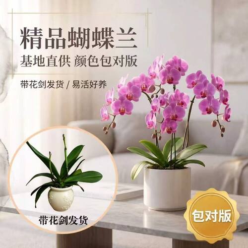 蝴蝶兰盆栽带花苞易养净化空气