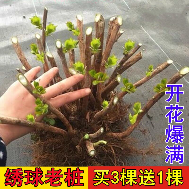 绣球花苗老桩无尽夏绣球花苗室内盆栽花卉植物室内阳台庭院易养活