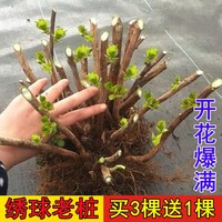 繡球花苗老樁無盡夏繡球花苗室內(nèi)盆栽花卉植物室內(nèi)陽(yáng)臺(tái)庭院易養(yǎng)活