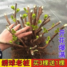 绣球花苗老桩无尽夏绣球花苗室内盆栽花卉植物室内阳台庭院易养活